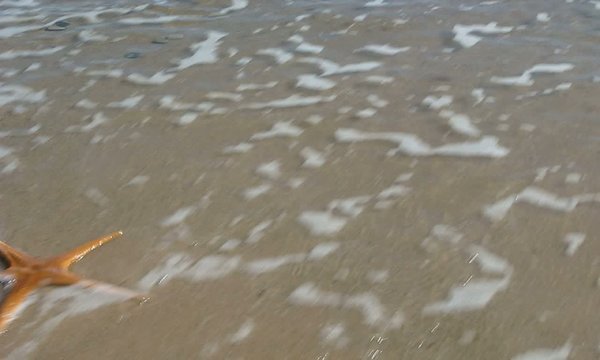 ESTRELLA DE MAR