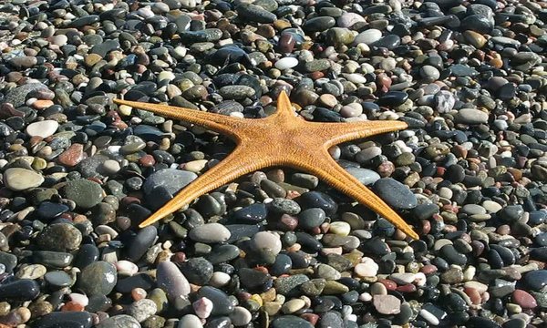 ESTRELLA DE MAR