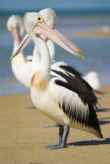 Pelicans on beach