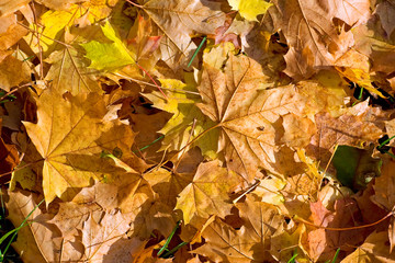 autum leafs