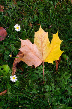 meaple leaf in grass