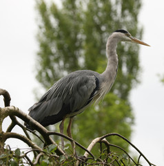 Portrait of a Blue Heron