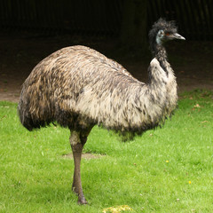 Portrait of an Emu