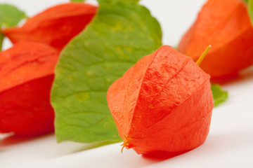 Physalis