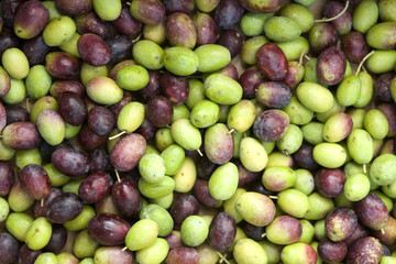 olive