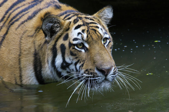 Tiger im Wasser