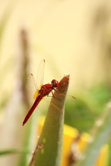 Red Dragonfly