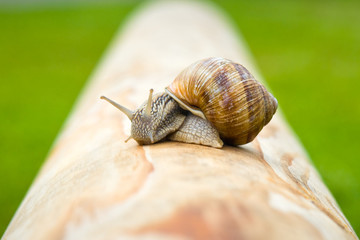 Schnecke auf einem Balken