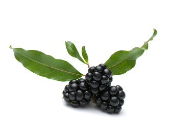 blackberry and raspberry