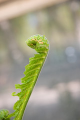Fern