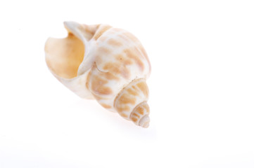 sea shell close up