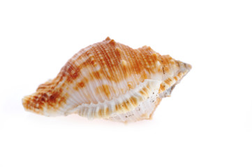 sea shell close up