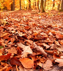 Autumn leafs