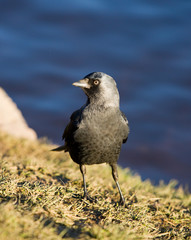 jackdaw