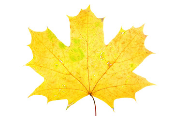 Maple autumn leaf isolated on a white background..