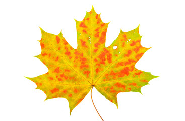 Maple autumn leaf isolated on a white background..