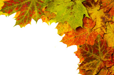 Multi colored fallen autumn leaves as border