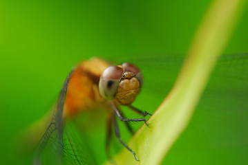 Libellula