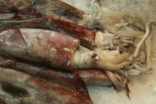 calamar