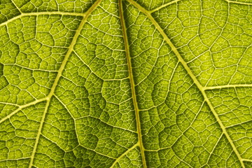 Green Leaf Macro