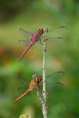 Libellula