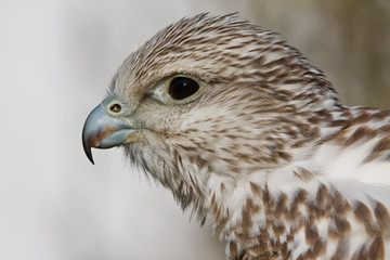 Gerfalke