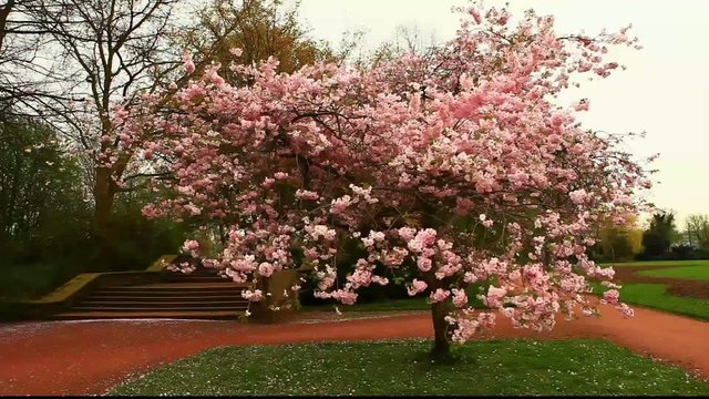 Kirschbaum