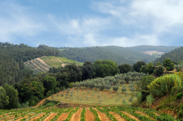 Fototapeta na wymiar Winnice i oliwek pól w Chianti, Toskania
