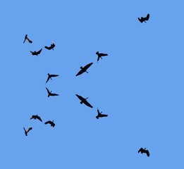 Flying vultures - 18147141