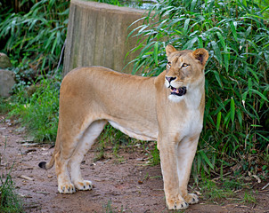 Female Lion (Panthera leo) Growling