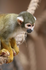 Monkey