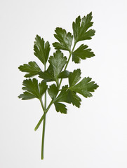 Italian Parsley