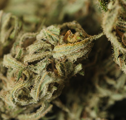 Marijuana