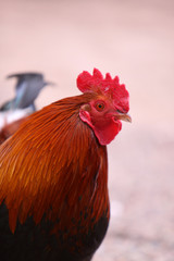 Rostroter Hahn