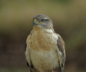 Regard de Jugement