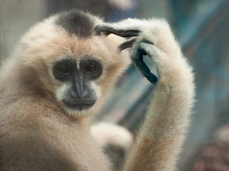 Thinking monkey