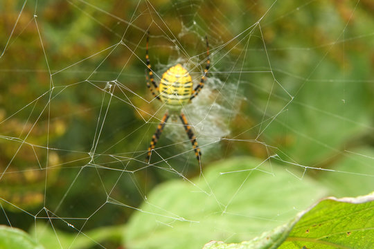 Banded Garden Spider - Argiope trifasciata Behind The Web