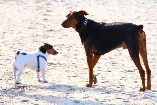 Jack Russel vs. Dobermann