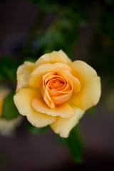 Yellow Rose Flower