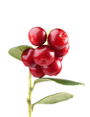 cranberry on white background