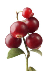 cranberry on white background