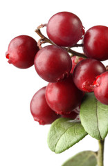 cranberry on white background