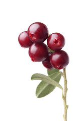 cranberry on white background