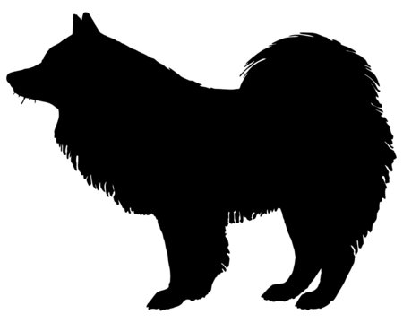 Samojede