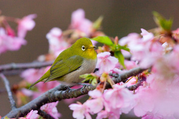 メジロと桜