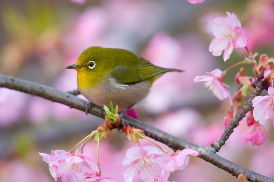 メジロと桜