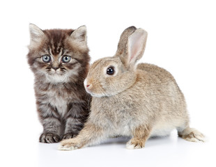 kitten and bunny
