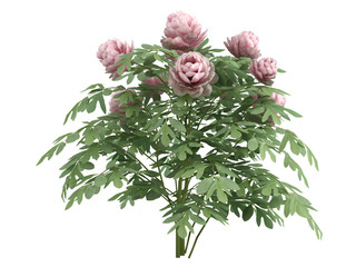 Obraz premium Peonia