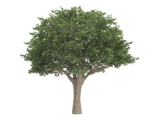 Fototapeta premium Brazilian_pepper_(Schinus_terebinthifolius)