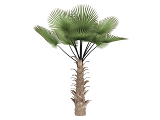 Windmill_palm_(Trachycarpus_fortunei)